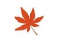 枫叶HD高清视频转换器