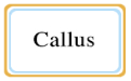 Callus