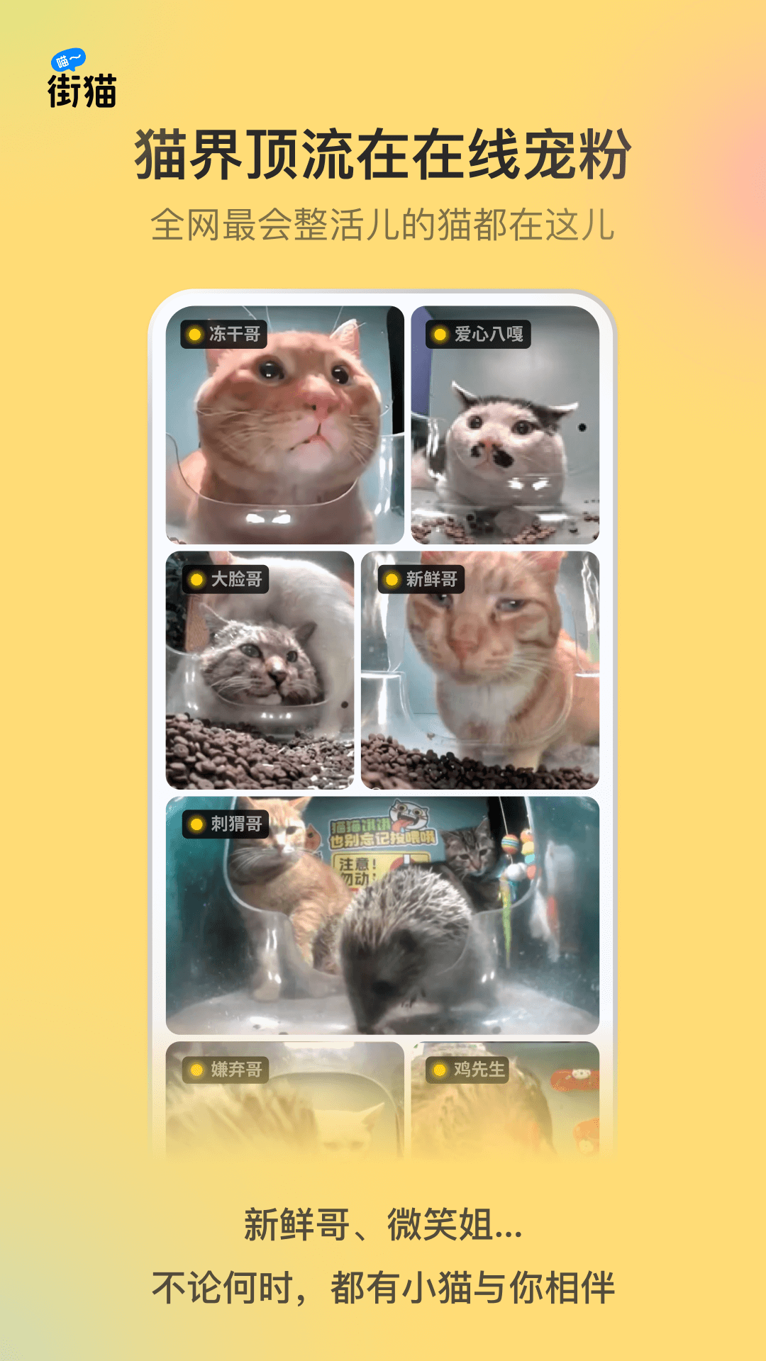 街猫应用界面