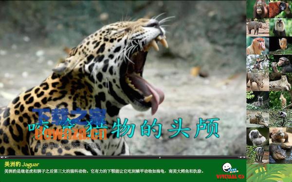 奇特的雨林 for mac截图