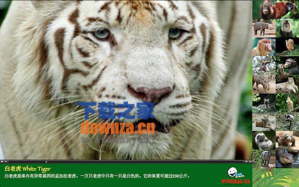 奇特的雨林 for mac
