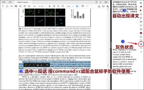 XTranslator截图